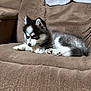 puppy, dog, black_and_white, fluffy, couch, indoor, pet, fur, cute, small_dog, resting, canine, animal, cozy, domestic, young, paw, ears, looking, relaxed