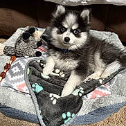 King is registered to the contest to win money with this photo: puppy, dog, blue_eyes, fluffy, pet_bed, blanket, plush_toy, indoor, carpet, cute, young_dog, collar, cozy, resting, fur, animal, companion, small_dog, looking_at_camera, domestic_pet