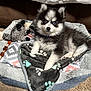 puppy, dog, blue_eyes, fluffy, pet_bed, blanket, plush_toy, indoor, carpet, cute, young_dog, collar, cozy, resting, fur, animal, companion, small_dog, looking_at_camera, domestic_pet
