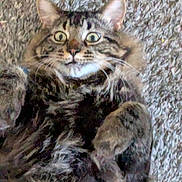 Blitz joined the competition — help win amazing prizes! cat, tabby, fur, carpet, pet, animal, whiskers, ears, wide_eyes, surprised, domestic_cat, cute, fluffy, lying_down, indoor, close_up, feline, mammal, playful, relaxed