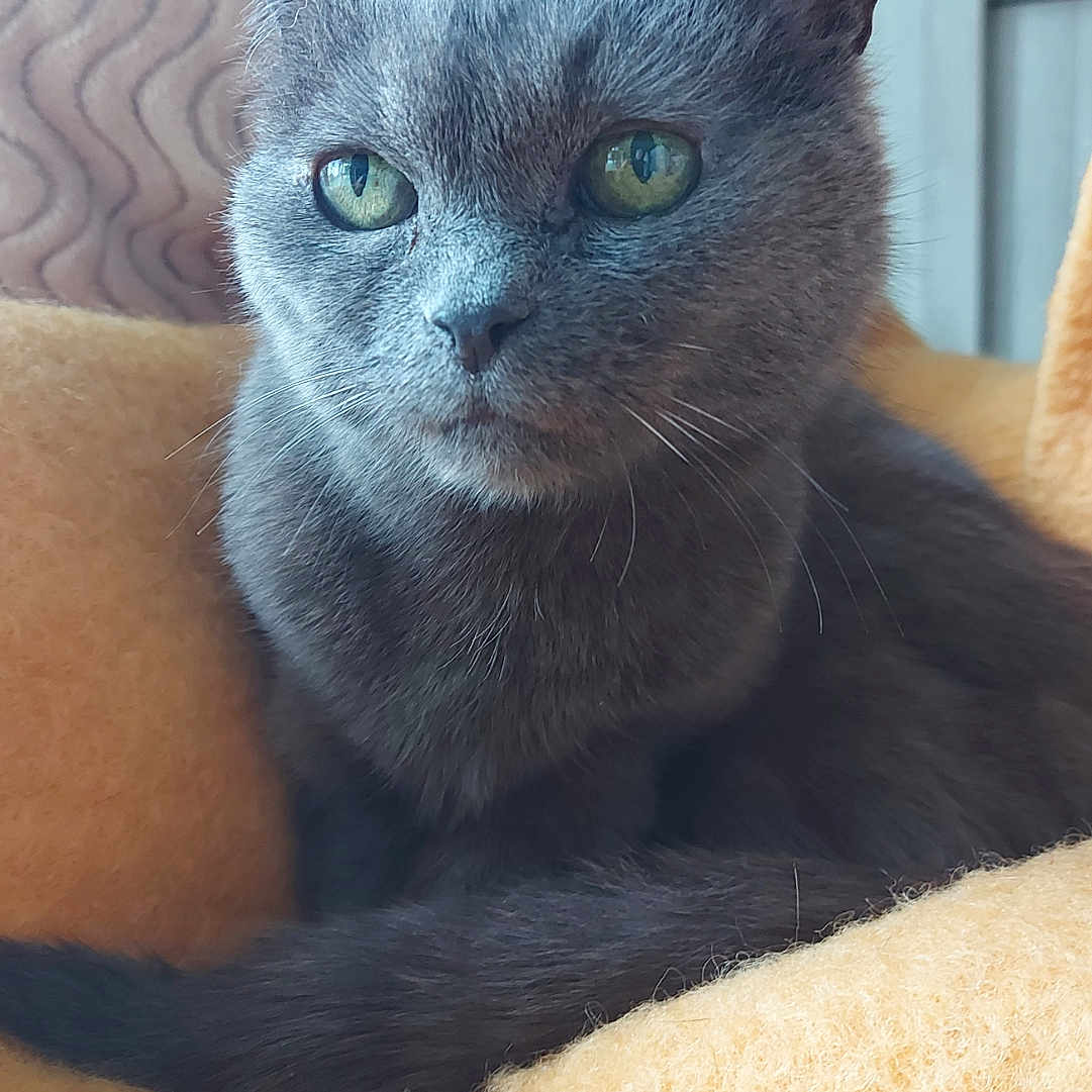 Paillasse a rejoint le concours — aidez-le/la à gagner de superbes lots ! abyssinian, animal, blackcat, blanket, cat, chair, couch, cushion, furniture, homedecor, indoors, kitten, manx, pet, siamese