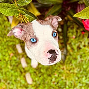 Kiara joined the competition — help win amazing prizes! puppy, dog, blue_eyes, close_up, greenery, leaves, outdoor, nature, cute, pet, animal, fur, pink_nose, white_fur, brown_fur, portrait, young_dog, looking_up, soft_focus, background_blur