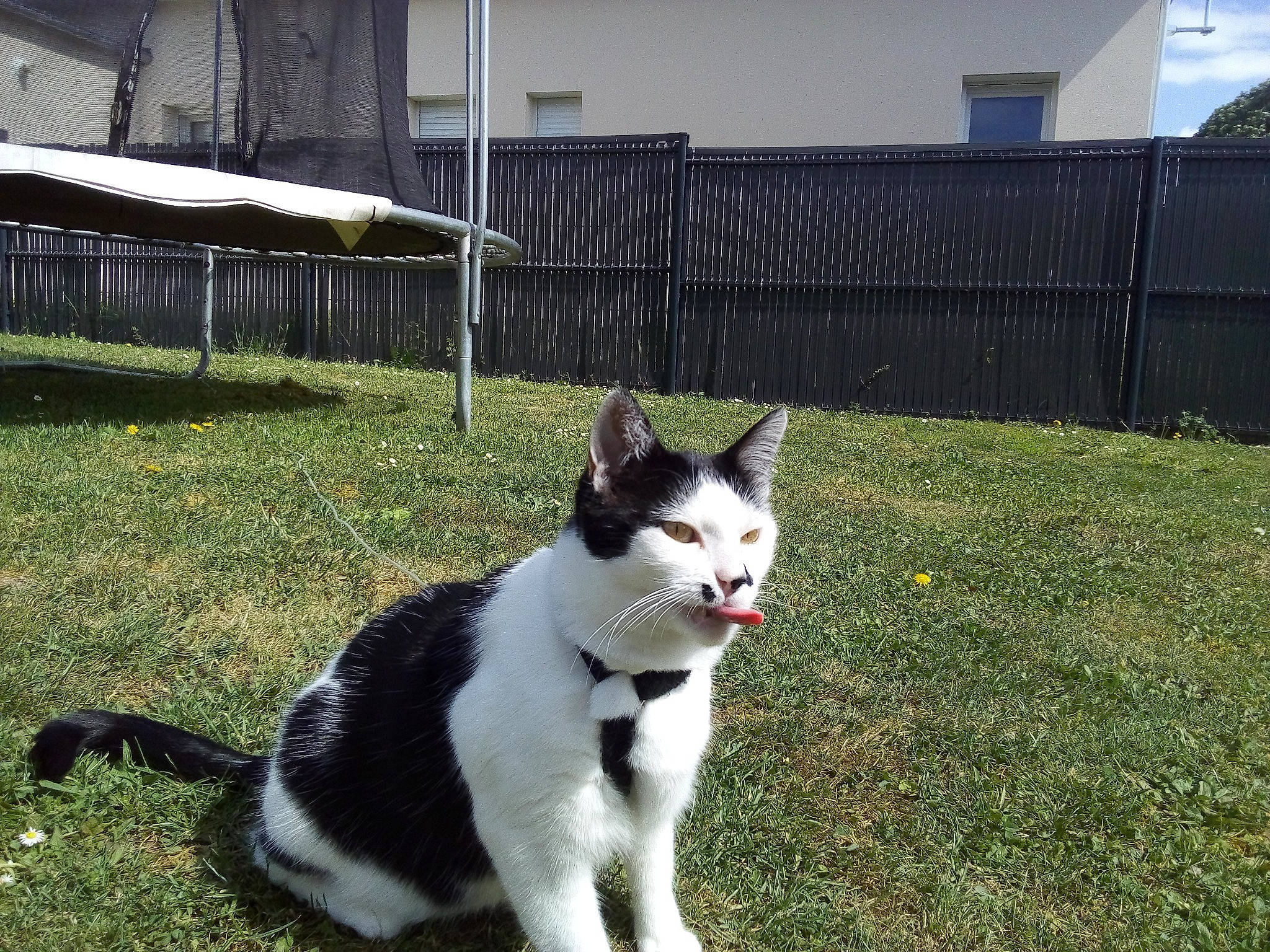 Pucca participe au concours pour gagner de l'argent avec cette photo : aegean_cat, american_wirehair, canidae, carnivore, cat, domestic_short_haired_cat, felidae, fur, grass, house, mammal, plant, polydactyl_cat, small_to_medium_sized_cats, tail, tree, vertebrate, whiskers