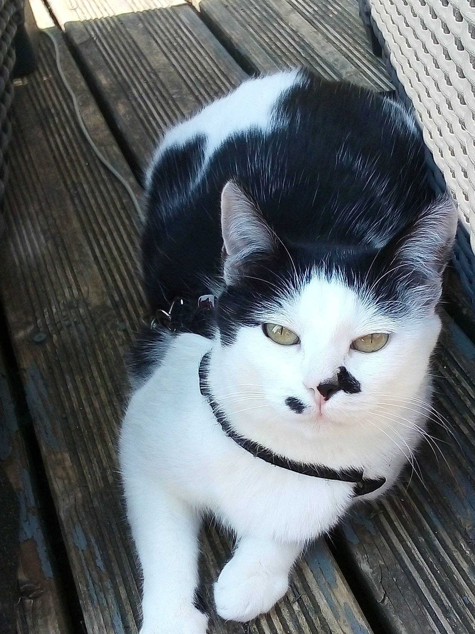 Pucca a rejoint le concours — aidez-le/la à gagner de superbes lots ! aegean_cat, american_wirehair, animal_shelter, asian, black_and_white, carnivore, cat, domestic_short_haired_cat, european_shorthair, felidae, fur, japanese_bobtail, kitten, ojos_azules, polydactyl_cat, small_to_medium_sized_cats, snout, tail, turkish_van, whiskers