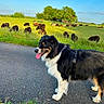 Loki a rejoint le concours — aidez-le/la à gagner de superbes lots ! dog, border_collie, black_and_white, standing, outdoor, rural, countryside, farm, cows, livestock, pasture, grass, road, harness, tongue_out, happy, sunny, blue_sky, trees, landscape