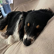 Loki a rejoint le concours — aidez-le/la à gagner de superbes lots ! dog, sleeping, nap, black_fur, tan_markings, white_fur, long_hair, pet, couch, sofa, cushion, cozy, indoors, relaxed, resting, nose, closed_eyes, portrait, furniture, home