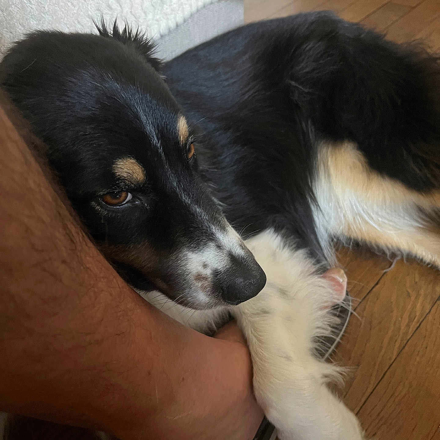 Loki