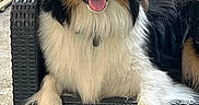 Loki a rejoint le concours — aidez-le/la à gagner de superbes lots ! dog, berner_collie, tri_color, fluffy, long_hair, tongue_out, smiling, sitting, lounging, portrait, pet, canine, outdoor, patio, chair, wicker, greenery, garden, black_white_brown, collar