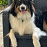 dog, berner_collie, tri_color, fluffy, long_hair, tongue_out, smiling, sitting, lounging, portrait, pet, canine, outdoor, patio, chair, wicker, greenery, garden, black_white_brown, collar