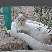 Rainy is registered to the contest to win money with this photo: cat, white_cat, animal, pet, feline, outdoor, garden, planter, concrete, greenery, succulent, soil, relaxed, lying_down, portrait, blue_eyes, ears, whiskers, natural_light, closeup