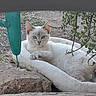 cat, white_cat, animal, pet, feline, outdoor, garden, planter, concrete, greenery, succulent, soil, relaxed, lying_down, portrait, blue_eyes, ears, whiskers, natural_light, closeup