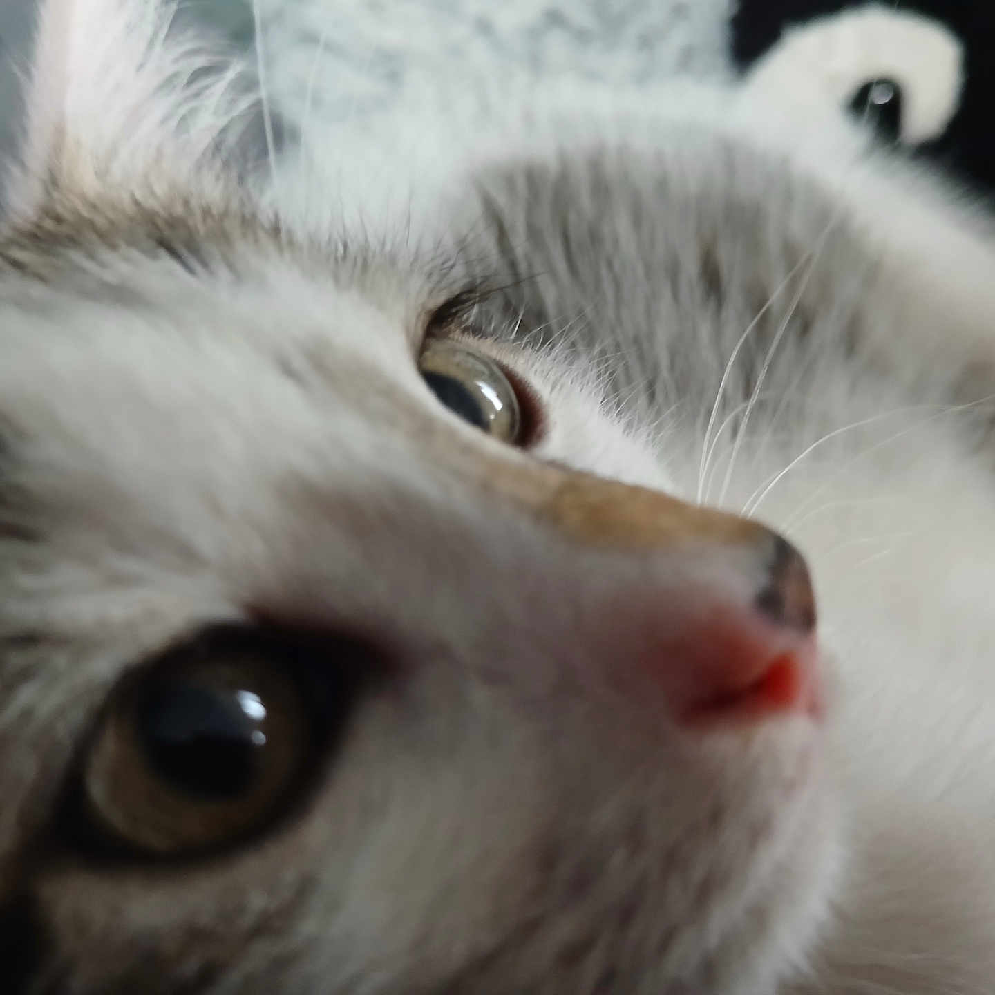 Bashyrra participe au concours pour gagner de l'argent avec cette photo : cat, kitten, pet, animal, close_up, portrait, face, eyes, whiskers, nose, pink_nose, white_fur, gray_fur, fluffy, cute, curious, indoors, blurred_background, cozy, photography