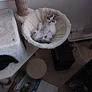 Bashyrra participe au concours pour gagner de l'argent avec cette photo : cat, kitten, pet, animal, white_cat, gray_cat, lying_down, upside_down, cute, face, eyes, ears, paws, fur, cat_tree, hammock, indoor, home, wood_floor, cozy