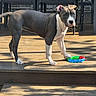 dog, toy, wooden_deck, outdoor, sunlight, shadow, animal, pet, playful, gray, white, paw, curious, chair, background, daytime, canine, domestic_animal, standing, colorful