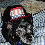 Lulurose is registered to the contest to win money with this photo: dog, black_dog, pet, hat, top_hat, striped_blanket, blanket, bed, indoor, cozy, cute, small_dog, animal, domestic_animal, looking_up, collar, blue_tag, fur, ears, face