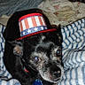 dog, black_dog, pet, hat, top_hat, striped_blanket, blanket, bed, indoor, cozy, cute, small_dog, animal, domestic_animal, looking_up, collar, blue_tag, fur, ears, face