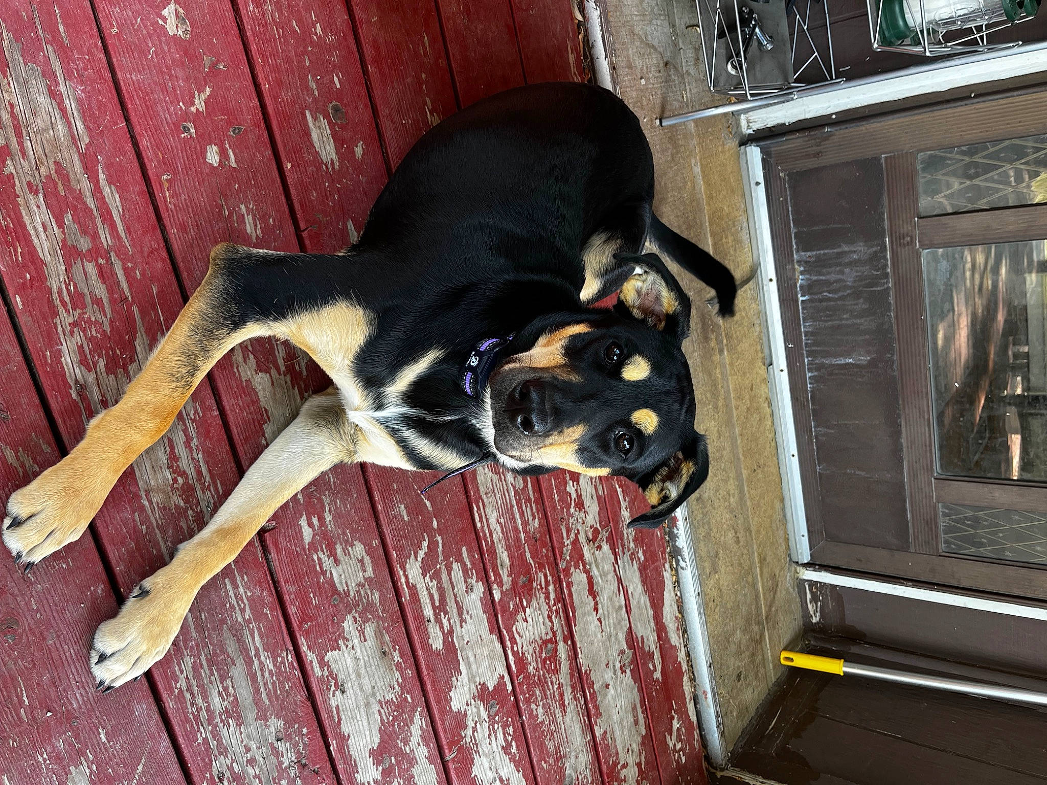 Maybee joined the competition — help win amazing prizes! canidae, carnivore, companion_dog, dog, dog_breed, door, fawn, flooring, fur, gas, hardwood, pet_supply, snout, sporting_group, tail, terrestrial_animal, window, wood, working_dog