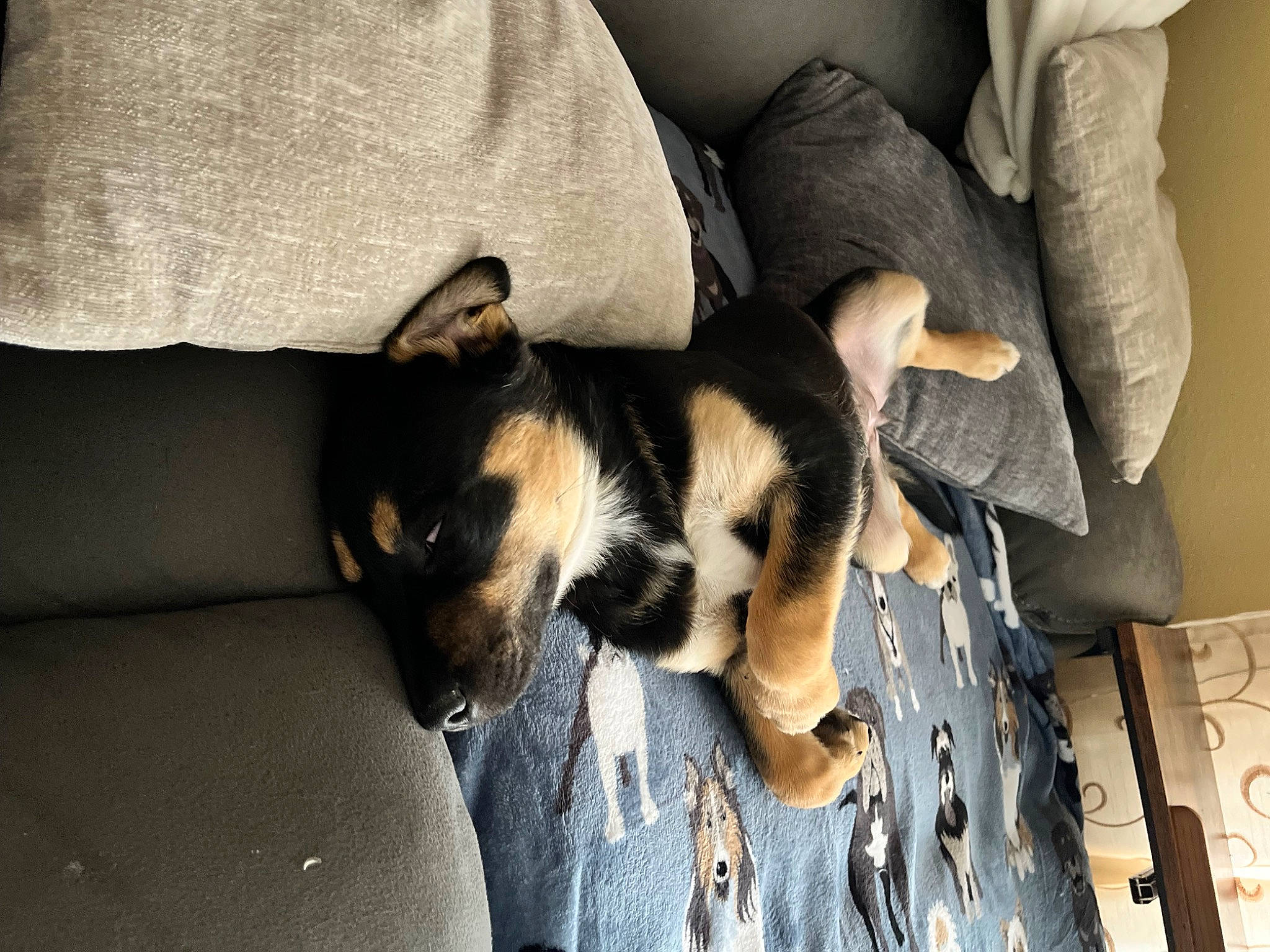 Maybee joined the competition — help win amazing prizes! canidae, carnivore, comfort, companion_dog, couch, dog, dog_breed, ear, fawn, fur, nap, paw, puppy, puppy_love, sitting, snout, sporting_group, toy_dog, whiskers, working_animal