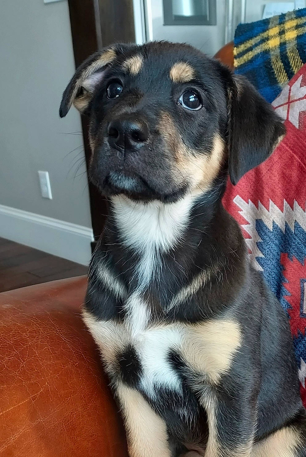 Maybee joined the competition — help win amazing prizes! carnivore, collar, companion_dog, couch, dog, dog_bed, dog_breed, dog_clothes, dog_supply, fur, pattern, pet_supply, plaid, snout, sporting_group, terrestrial_animal, toy_dog, whiskers, working_animal, working_dog