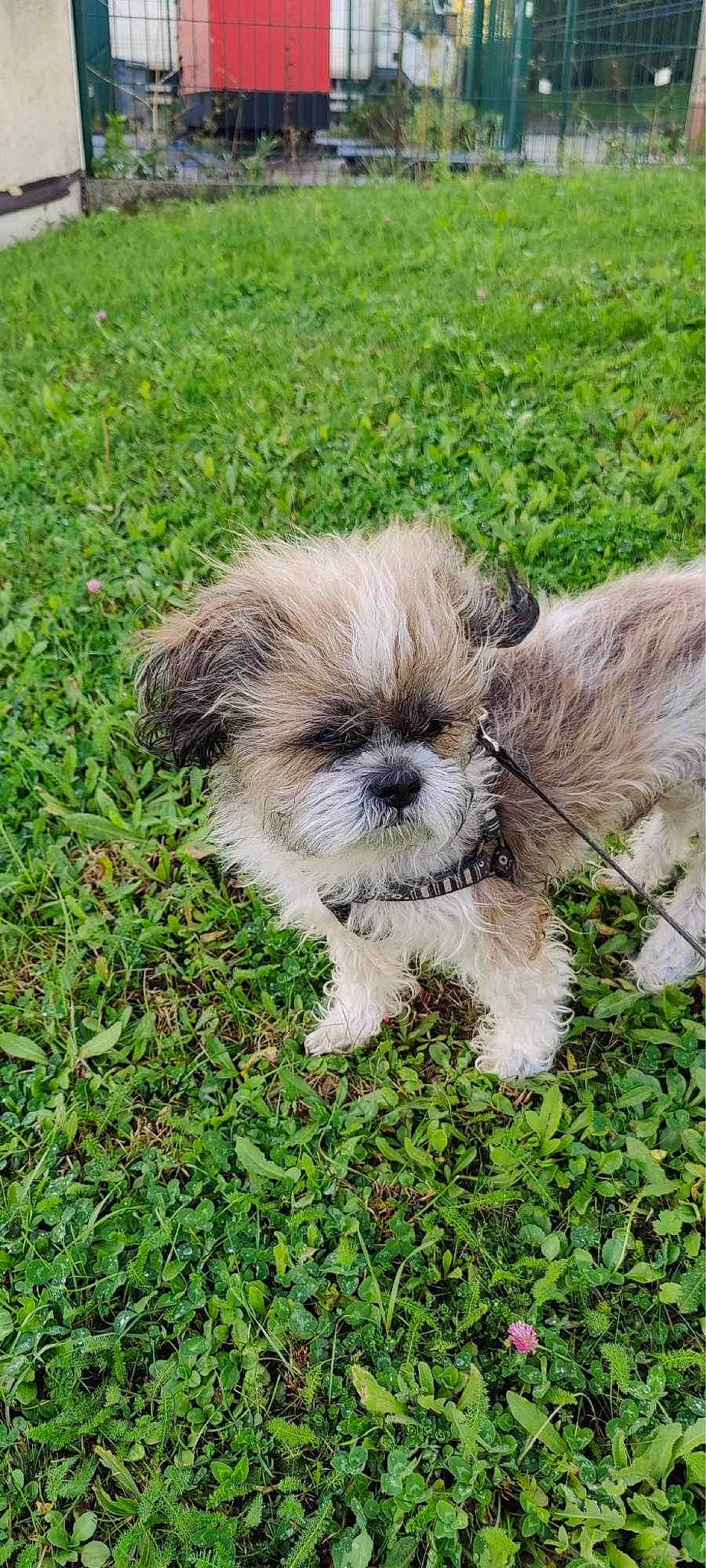 Purdey participe au concours pour gagner de l'argent avec cette photo : canidae, carnivore, companion_dog, dog, dog_breed, fawn, fur, grass, groundcover, liver, maltepoo, plant, shih_poo, shih_tzu, snout, sporting_group, terrestrial_animal, terrier, toy_dog, whiskers