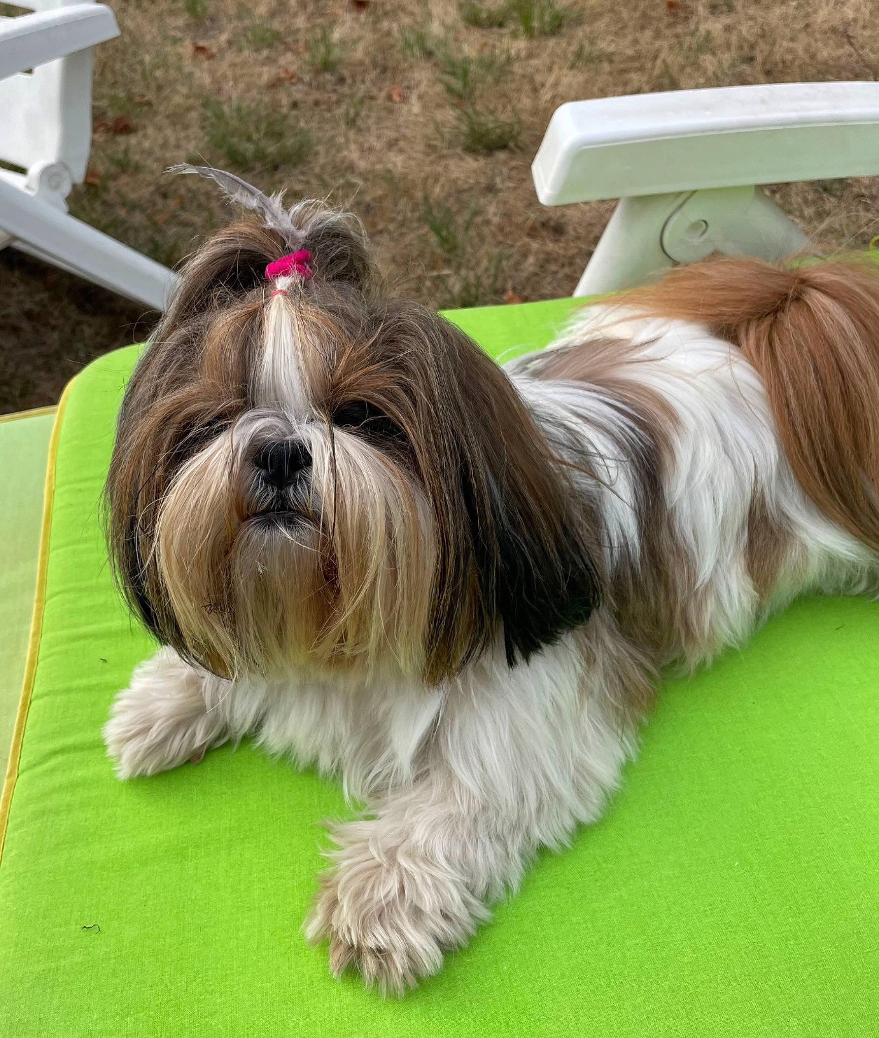 Purdey participe au concours pour gagner de l'argent avec cette photo : canidae, carnivore, companion_dog, dog, dog_breed, fur, grass, liver, non_sporting_group, shih_tzu, snout, sporting_group, terrestrial_animal, toy_dog, working_animal