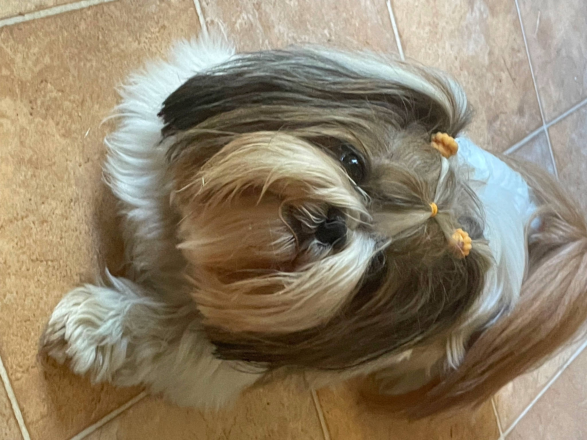 Purdey participe au concours pour gagner de l'argent avec cette photo : brown_hair, canidae, carnivore, companion_dog, dog, dog_breed, dog_supply, fashion_accessory, fawn, flooring, fur, hardwood, liver, small_terrier, snout, sporting_group, terrier, toy_dog, wood, working_animal