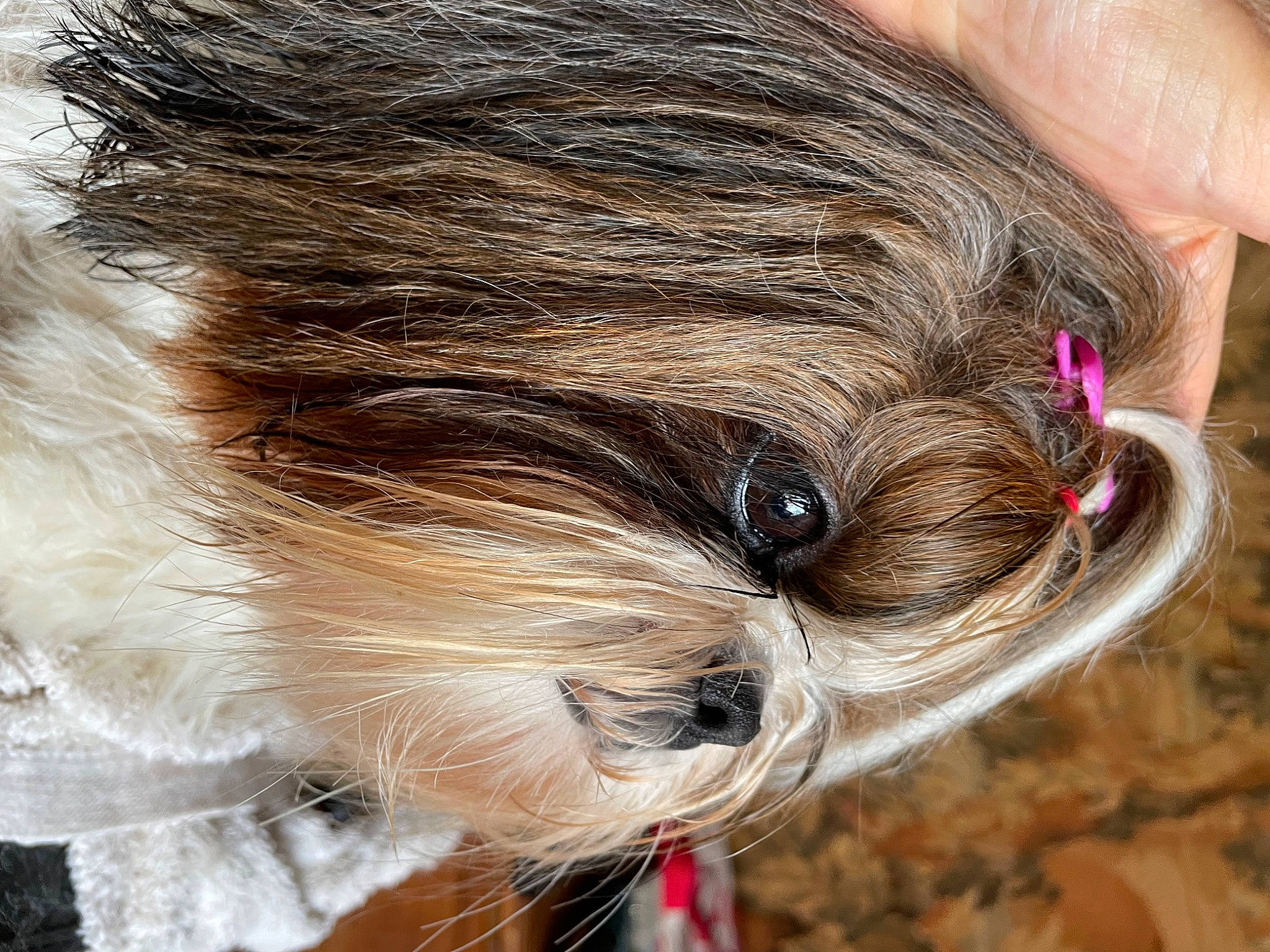 Purdey a rejoint le concours — aidez-le/la à gagner de superbes lots ! bangs, carnivore, close_up, companion_dog, dog, dog_breed, eyelash, fashion_accessory, fawn, fur, layered_hair, liver, small_terrier, snout, sporting_group, surfer_hair, terrier, toy_dog, working_animal, wrinkle