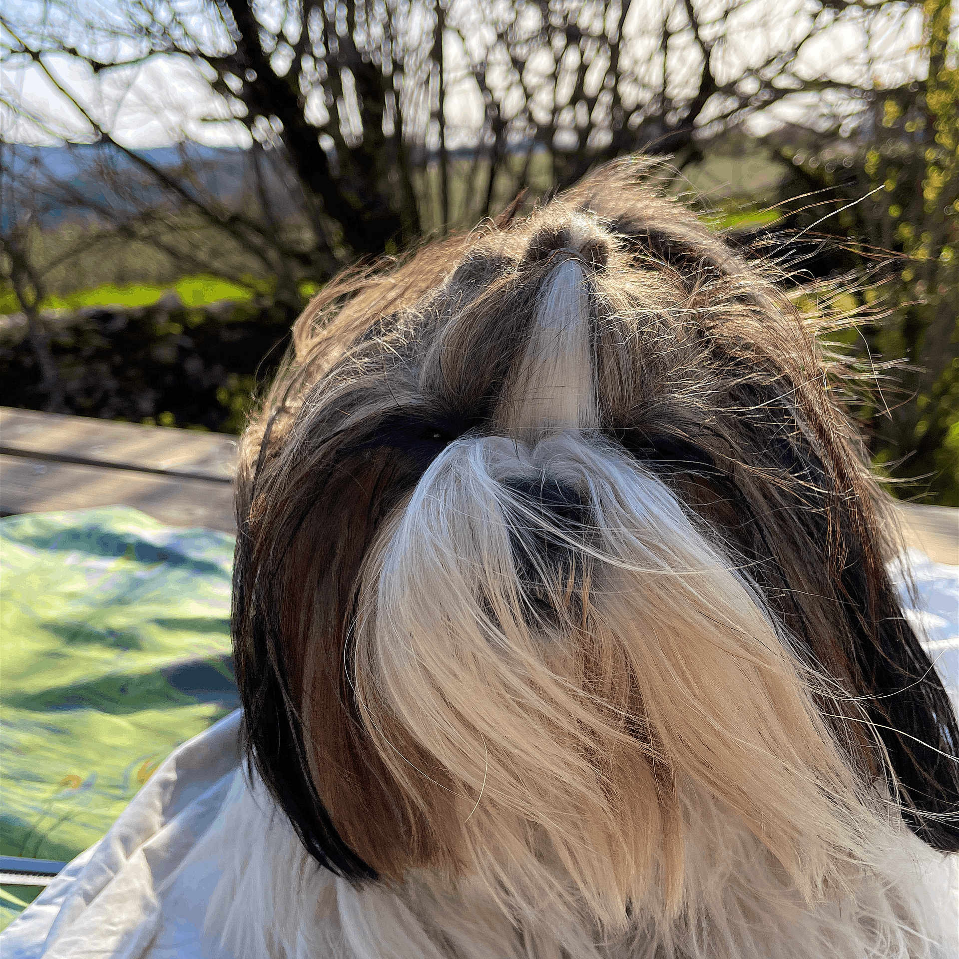 Purdey