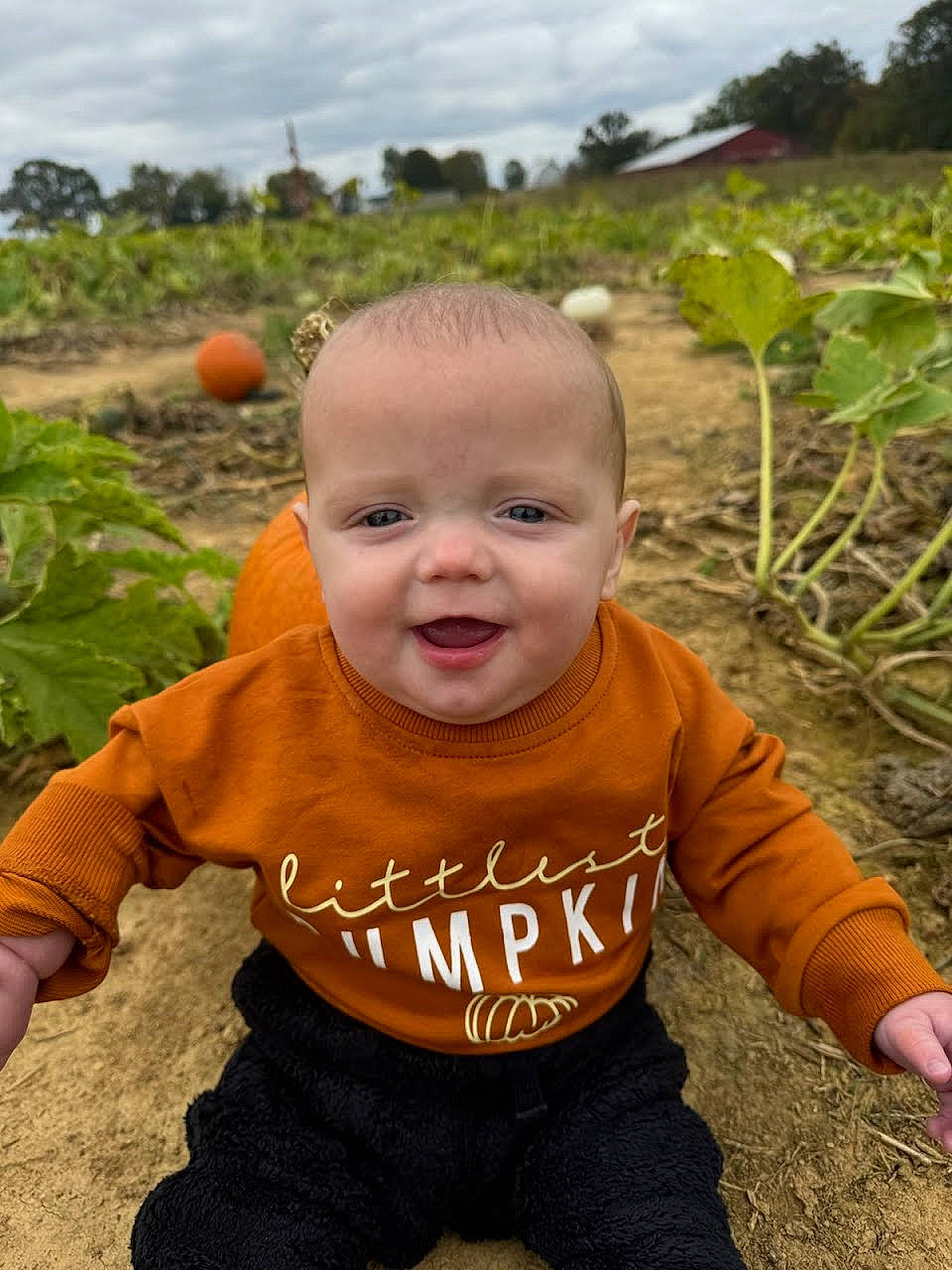 Boston is registered to the contest to win money with this photo: baby, baby_toddler_clothing, cloud, eye, face, fruit, grass, green, happy, head, natural_foods, people_in_nature, person, plant, pumpkin, sky, sleeve, smile, soil, toddler