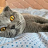 Vasea participe au concours pour gagner de l'argent avec cette photo : cat, gray_cat, pet, animal, bed, bedding, polka_dot, close_up, portrait, cute, whiskers, feline, relaxing, indoor, cozy, soft_light, teddy_bear, headboard, sleepy, domestic_cat
