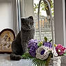 cat, gray_cat, window, flower_basket, artificial_flowers, marble_surface, indoor, decor, icon, religious_icon, tree, fence, daylight, pet, animal, still_life, curtain, plant, home, sill