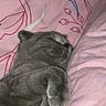 cat, sleeping, gray_cat, bed, pink_bedspread, cozy, pet, feline, indoor, resting, cute, domestic_cat, fur, whiskers, paws, comfort, relaxation, animal, cute_pet, nap