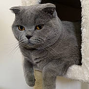 Vasea participe au concours pour gagner de l'argent avec cette photo : cat, british_shorthair, gray_cat, cat_condo, cat_tree, pet, indoor, animal, feline, cozy, resting, cute, fluffy, paws, face, ears, whiskers, yellow_eyes, fur, home