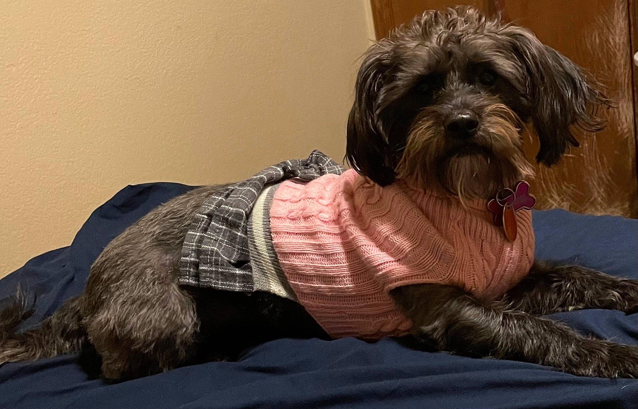 Bowie joined the competition — help win amazing prizes! canidae, carnivore, chinese_crested_dog, comfort, companion_dog, dog, dog_breed, dog_clothes, dog_supply, fawn, fur, liver, pet_supply, small_terrier, snout, sporting_group, tail, terrier, toy_dog, working_animal