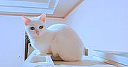 Zion is registered to the contest to win money with this photo: animal, appliance, calm, cat, cute, domestic, ears, eyes, feline, fur, heterochromia, home, indoor, looking, pet, pink_nose, resting, sitting, whiskers, white_cat