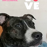 Nala participe au concours pour gagner de l'argent avec cette photo : american_pit_bull_terrier, american_staffordshire_terrier, canidae, carnivore, dog, dog_breed, mammal, mcnab, non_sporting_group, nose, pit_bull, snout, staffordshire_bull_terrier, vertebrate, whiskers