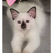 Arès participe au concours pour gagner de l'argent avec cette photo : cat, kitten, white_fur, dark_ears, dark_nose, stretching, floor, wooden_floor, pets, cute, fluffy, animal, indoor, heart_doodles, love, adorable, whiskers, paws, playful, feline