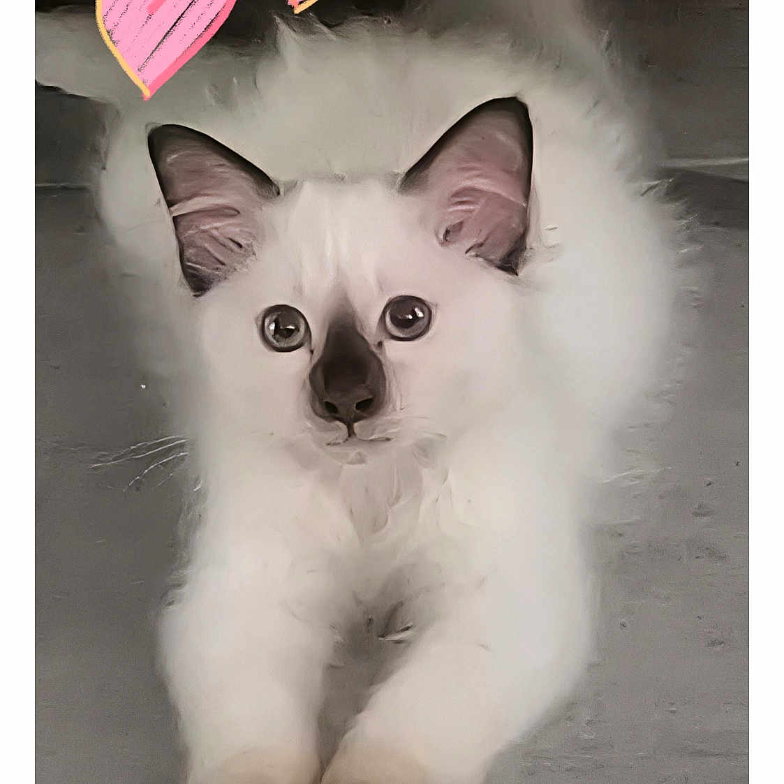 Arès participe au concours pour gagner de l'argent avec cette photo : cat, kitten, white_fur, dark_ears, dark_nose, stretching, floor, wooden_floor, pets, cute, fluffy, animal, indoor, heart_doodles, love, adorable, whiskers, paws, playful, feline