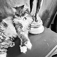 Pia joined the competition — help win amazing prizes! cat, fluffy, table, statue, legs, black_and_white, indoor, relaxed, feline, fur, art, sculpture, decor, close_up, pet, animal, curious, resting, monochrome, texture