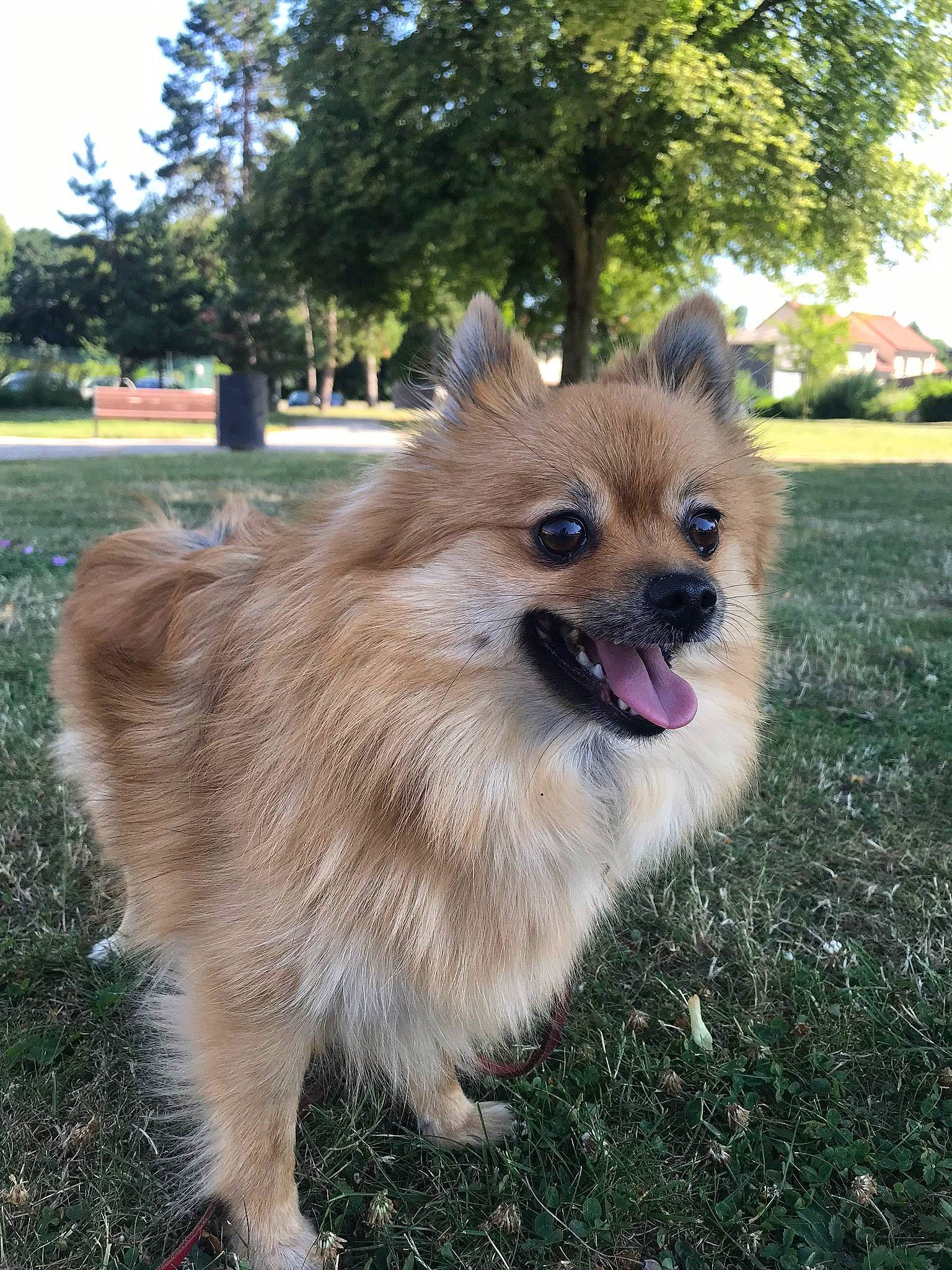 Lana a rejoint le concours — aidez-le/la à gagner de superbes lots ! canidae, carnivore, companion_dog, dog, dog_breed, fawn, german_spitz, german_spitz_klein, german_spitz_mittel, grass, mammal, non_sporting_group, pomeranian, puppy, rare_breed_dog, spitz, sporting_group, tibetan_spaniel, vertebrate, volpino_italiano