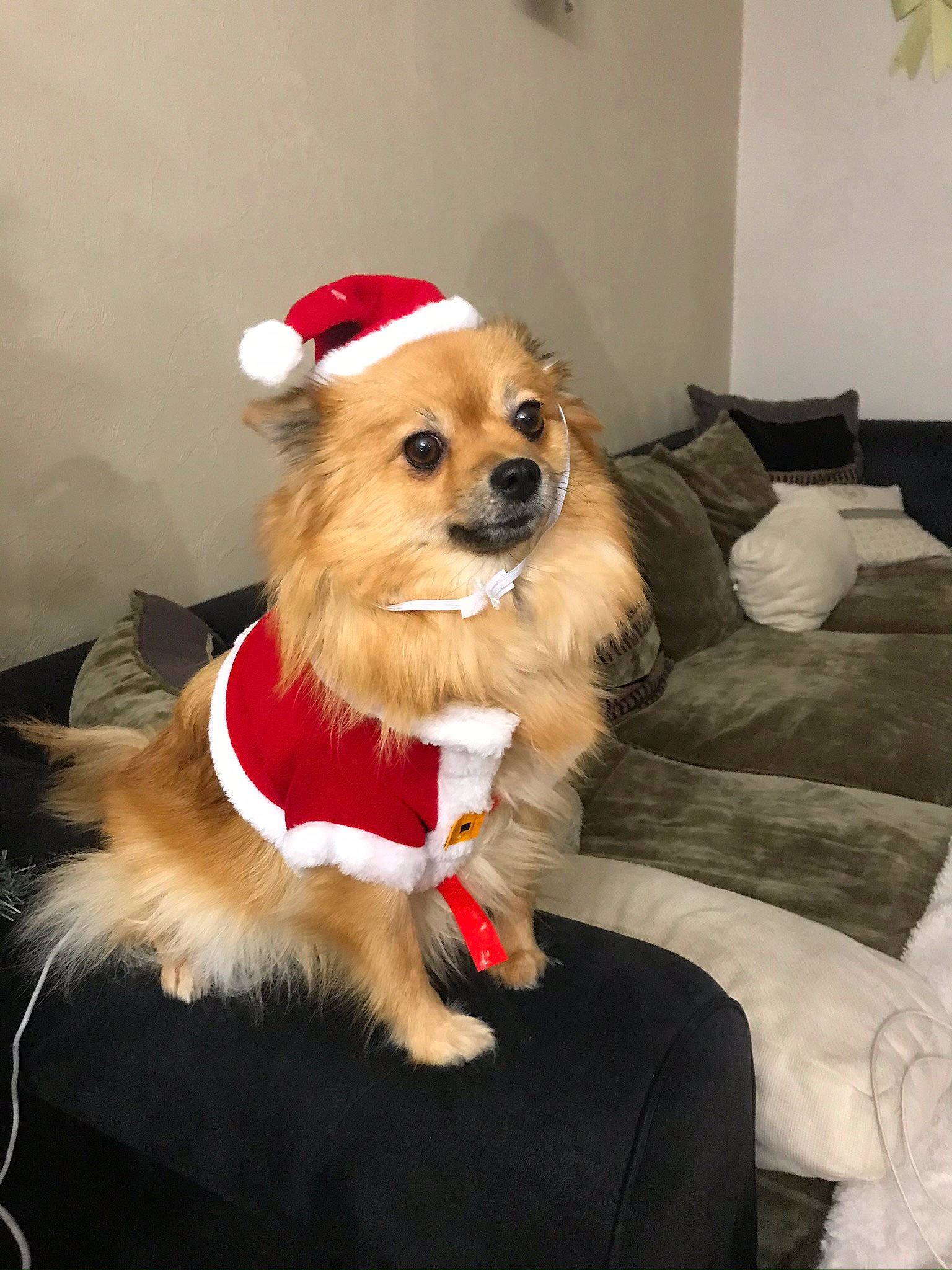 Lana participe au concours pour gagner de l'argent avec cette photo : canidae, carnivore, chihuahua, christmas, companion_dog, dog, dog_breed, dog_clothes, fawn, german_spitz, mammal, pomeranian, puppy, spitz, tibetan_spaniel, toy_dog, vertebrate