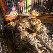 Pooka is registered to the contest to win money with this photo: cat, fluffy, carpet, sunlight, bookshelf, books, decorative_boxes, toy, orange_toy, relaxed, indoor, cozy, feline, pet, fur, resting, home, animal, sunbeam, playful
