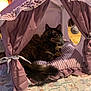 Pooka joined the competition — help win amazing prizes! cat, tortoiseshell, pet, tent, fabric_tent, cushion, purple, indoor, cozy, resting, fluffy, animal, feline, ruffled, patterned_rug, home, cute, relaxed, tail, soft_lighting