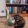 Pooka joined the competition — help win amazing prizes! cat, tortoiseshell_cat, stuffed_animal, fabric_duck, rug, bookshelf, books, book_spines, halloween_decor, black_cat_figurine, pumpkin, floor, indoor, cozy, home_decor, reading_nook, wooden_furniture, animal, pet, relaxing