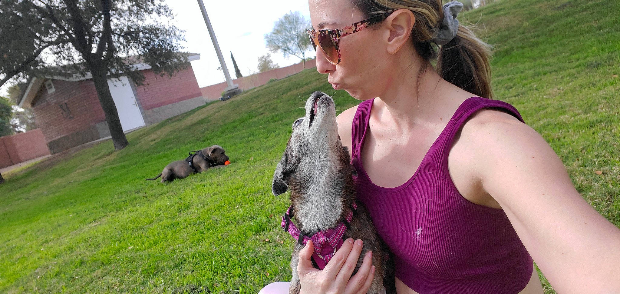 Gibbs is registered to the contest to win money with this photo: companion_dog, dog_breed, eyewear, fawn, goggles, grass, livestock, mammal, marsupial, plant, rodent, sloth, snout, summer, sunglasses, terrestrial_animal, tree, vertebrate, wildlife, wildlife_biologist