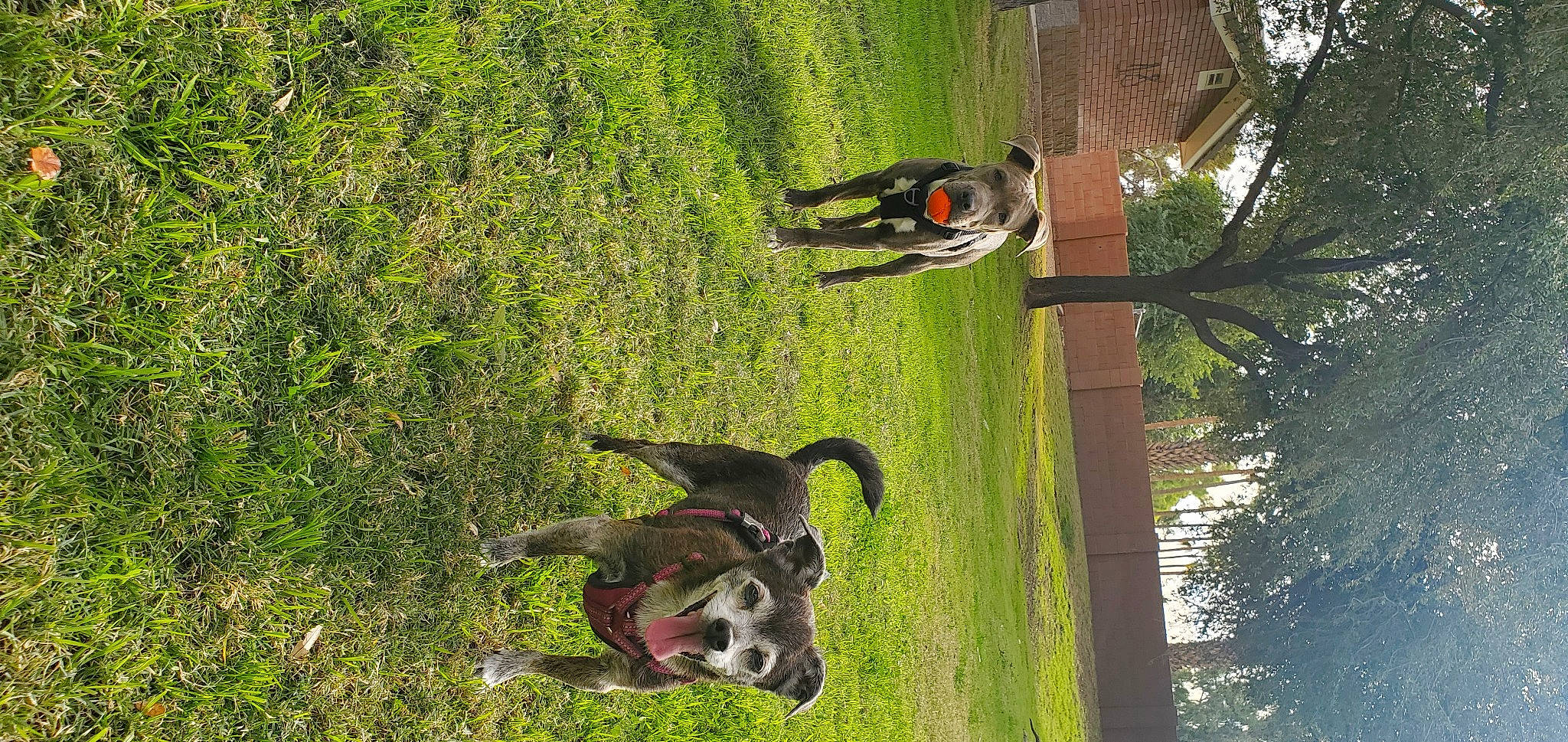 Gibbs joined the competition — help win amazing prizes! _geese_and_swans, beak, bird, companion_dog, dog, dog_breed, duck, ducks, grass, grassland, plant, tail, tree, trunk, water, water_bird, waterfowl, wildlife, wing, wood