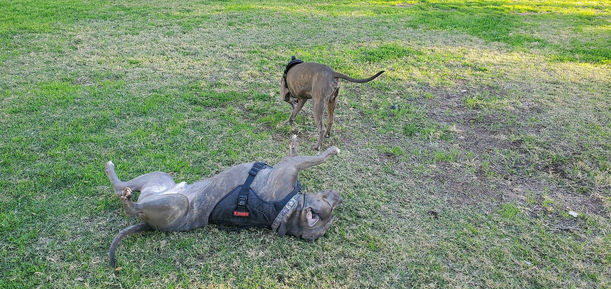 Smoke joined the competition — help win amazing prizes! canidae, carnivore, dog, dog_breed, fawn, grass, grassland, groundcover, hunting_dog, pasture, sporting_group, tail, terrestrial_animal, wildlife, working_animal