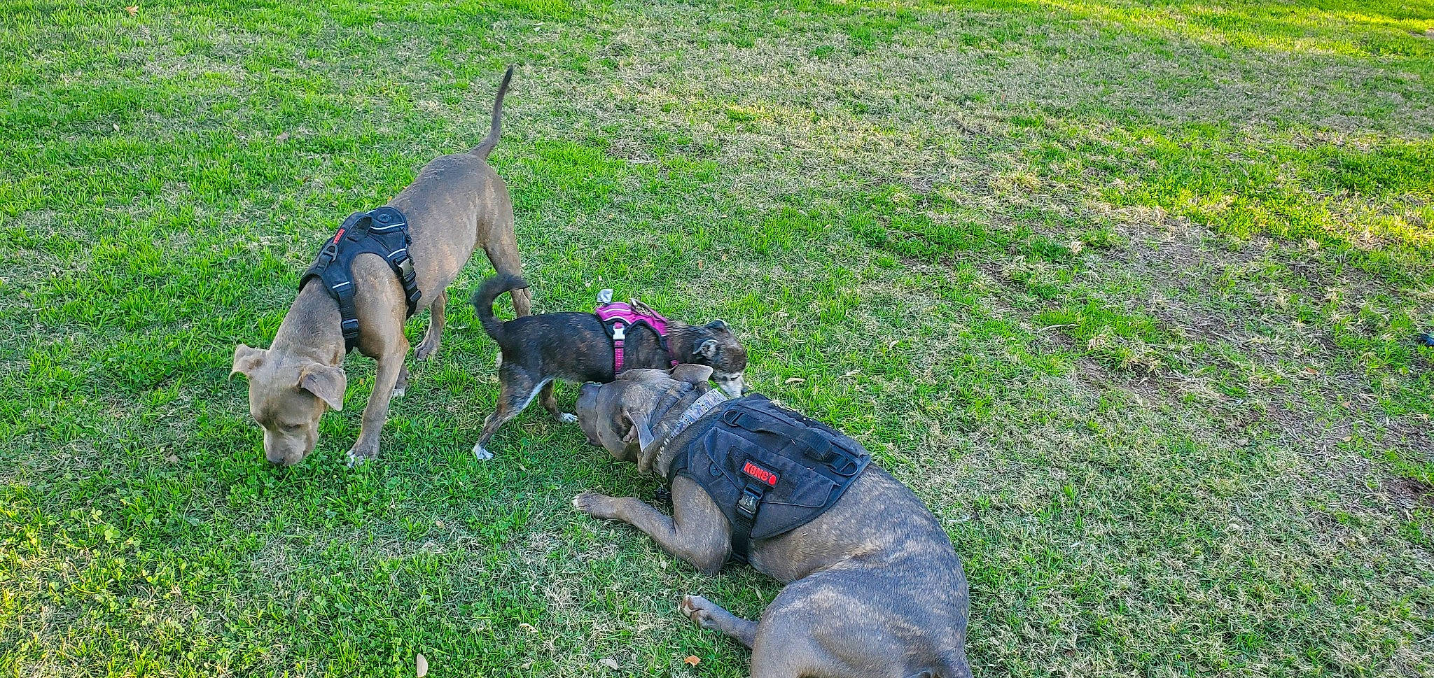 Smoke is registered to the contest to win money with this photo: canidae, carnivore, collar, companion_dog, dog, dog_breed, dog_collar, dog_supply, fawn, grass, groundcover, guard_dog, leash, pet_supply, plant, snout, sporting_group, tail, working_animal, working_dog