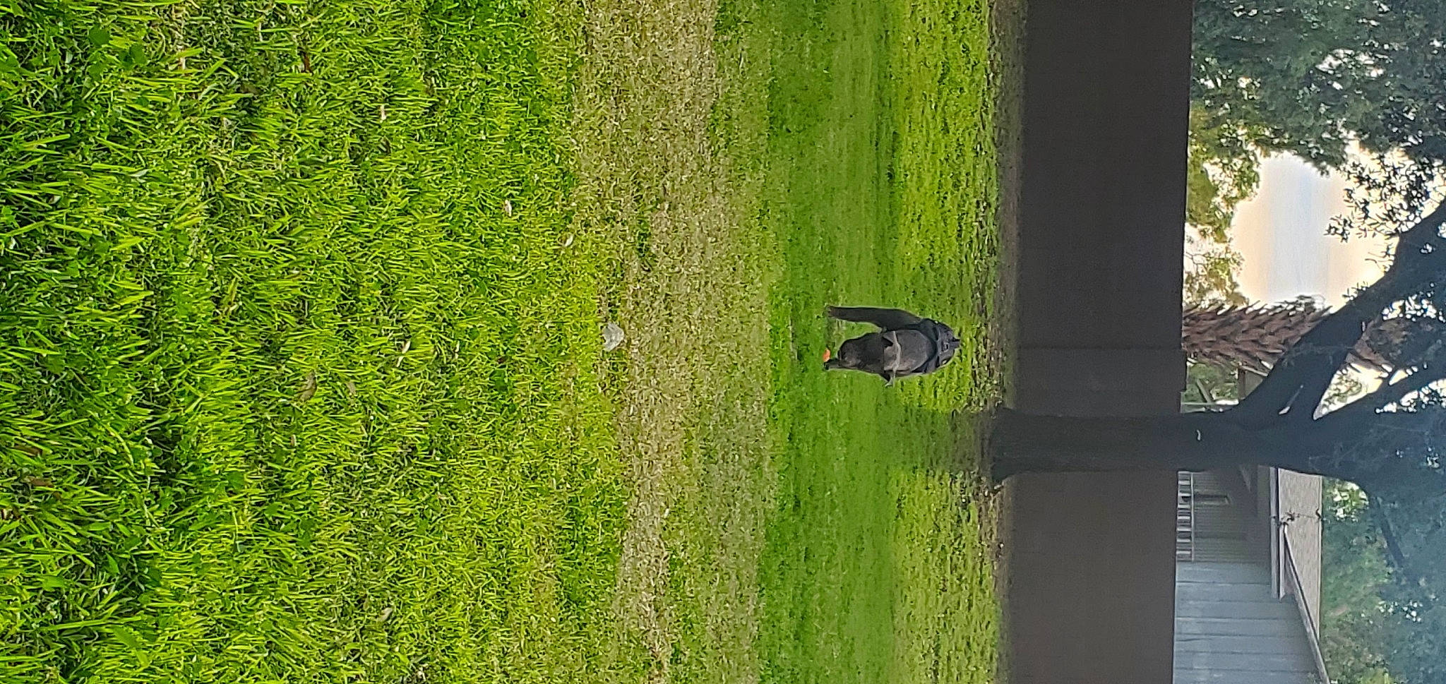 Smoke joined the competition — help win amazing prizes! botany, grass, grass_family, grassland, groundcover, landscape, lawn, natural_environment, natural_landscape, pasture, plant, shadow, shrub, terrestrial_plant, tints_and_shades, tree, trunk, vegetation, water, wood