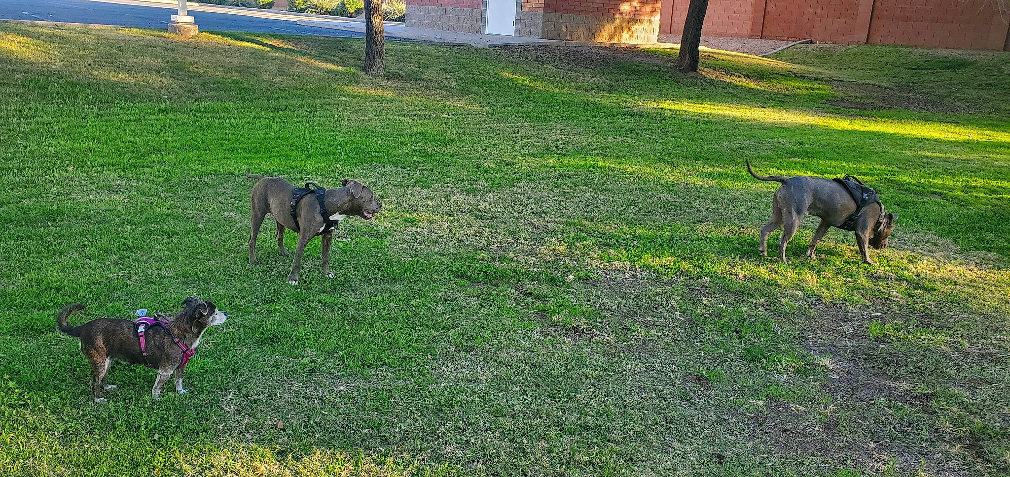 Blaze joined the competition — help win amazing prizes! carnivore, companion_dog, dog, dog_breed, fawn, grass, grass_family, grassland, grazing, groundcover, guard_dog, lawn, mammal, meadow, pasture, plant, snout, tail, terrestrial_animal, working_animal